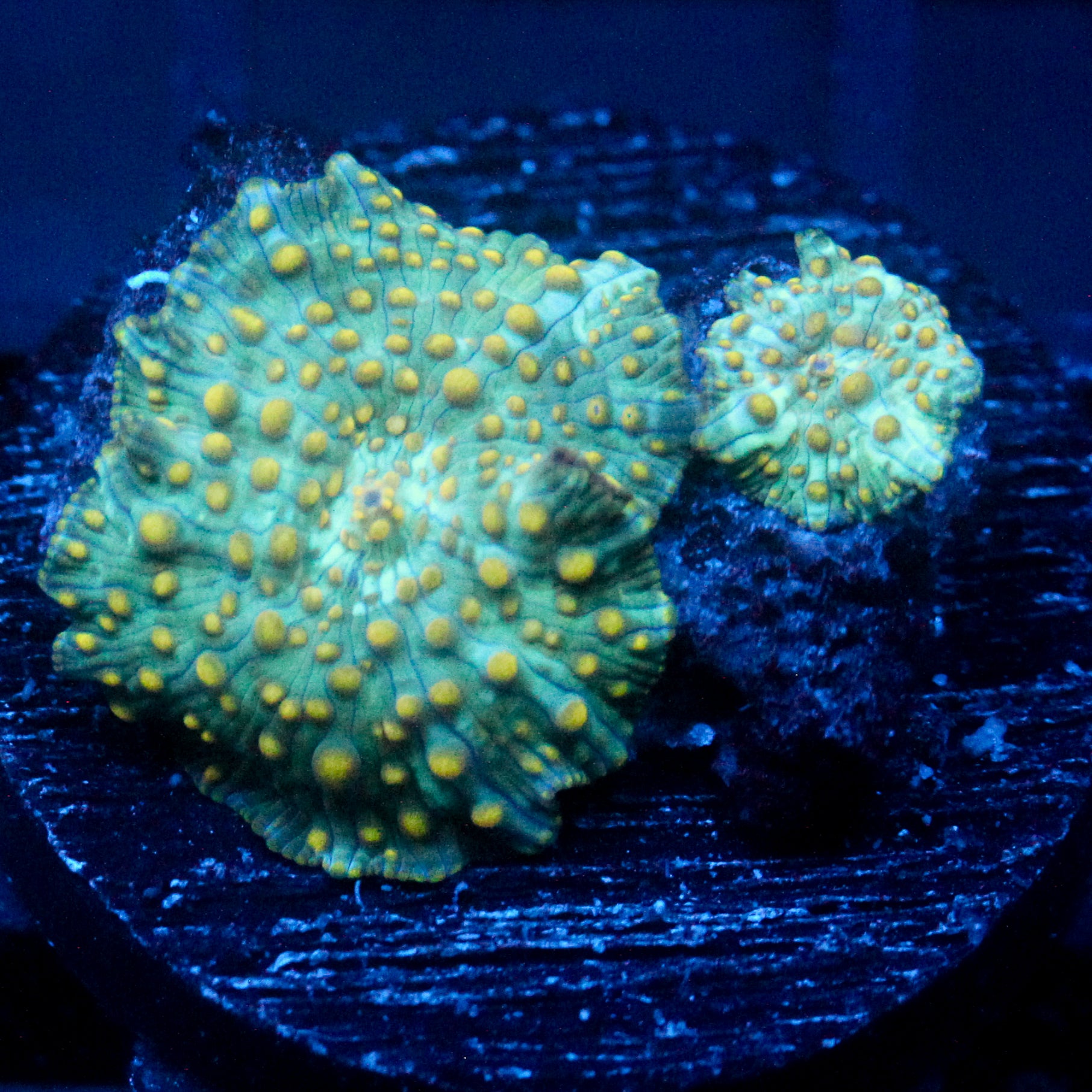 JC Firefly Discosoma Double