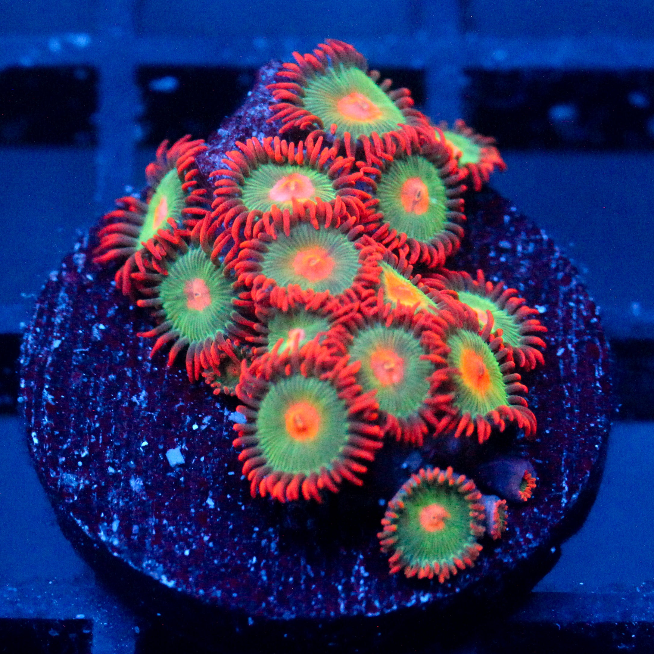 JC Gatorade Zoanthids