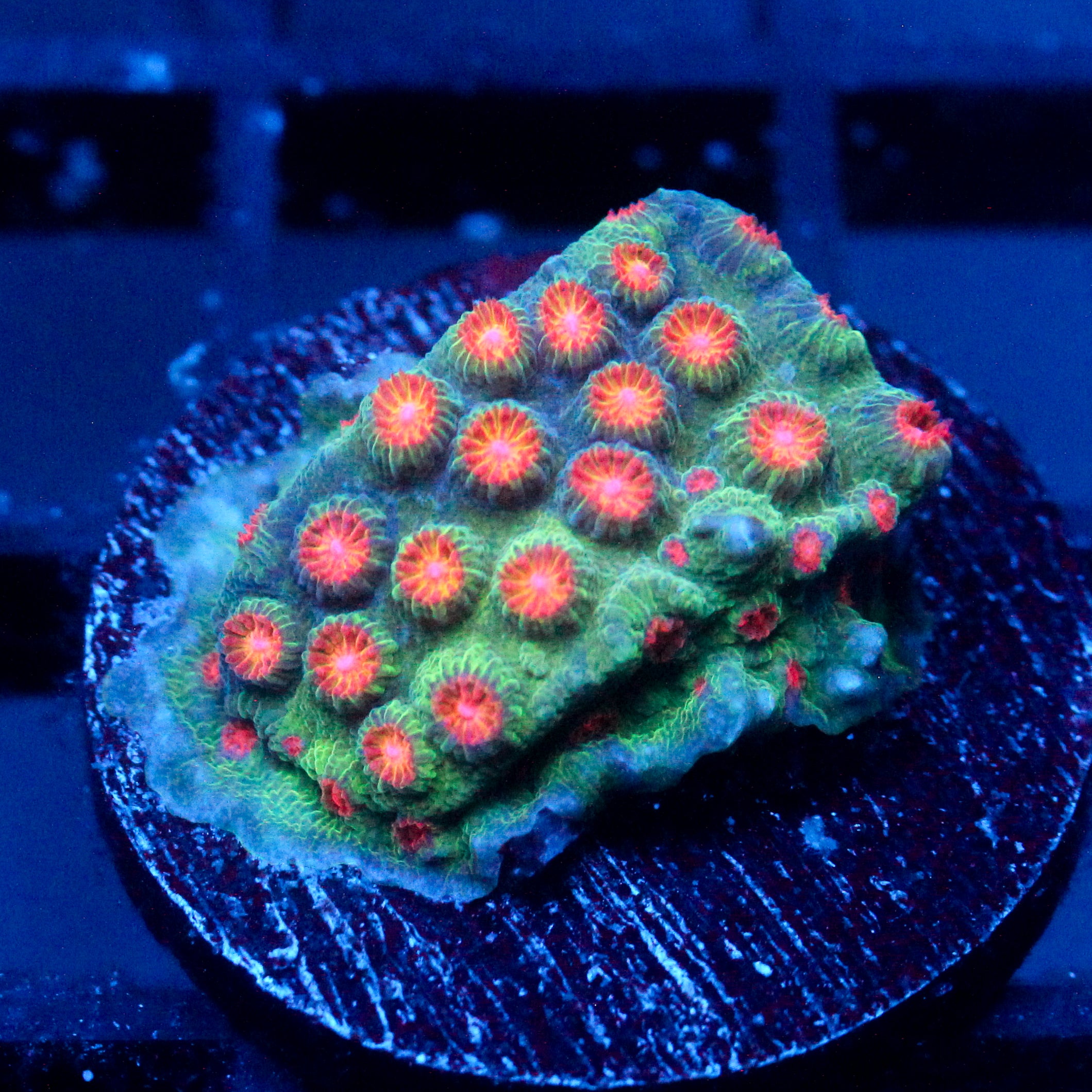 JC Evil Swarm Cyphastrea