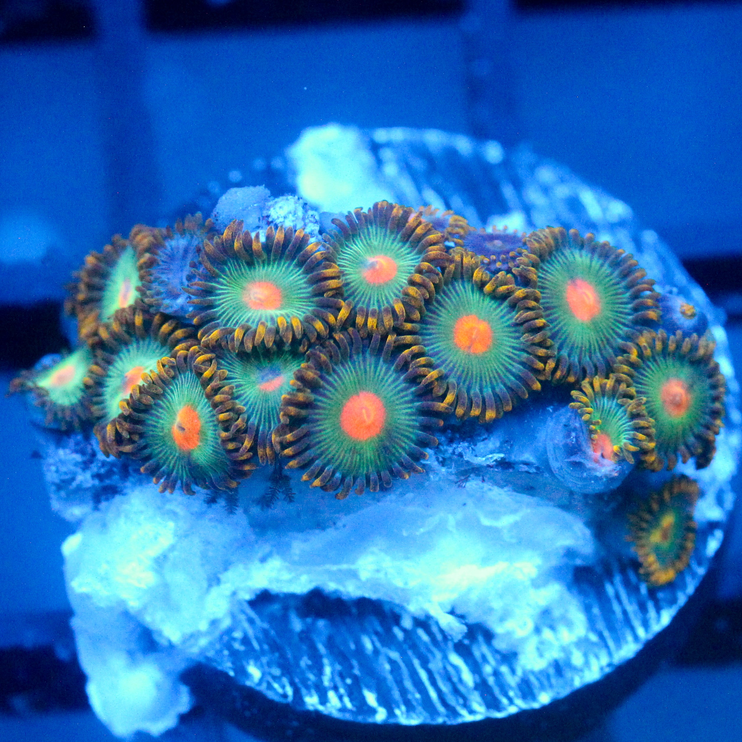 JC Alien Blood Zoanthid