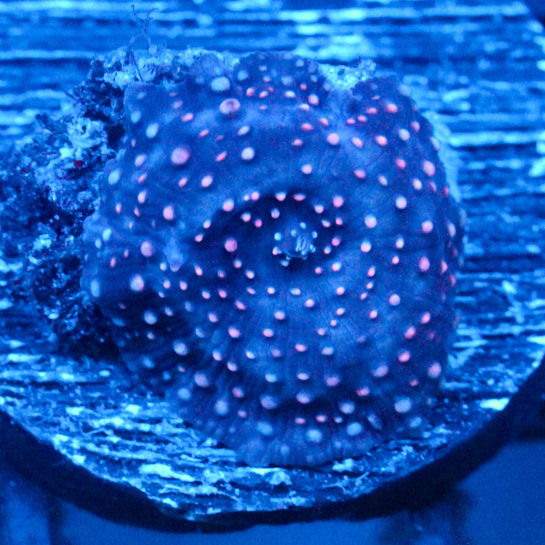 JC Pink Pimple Discosoma