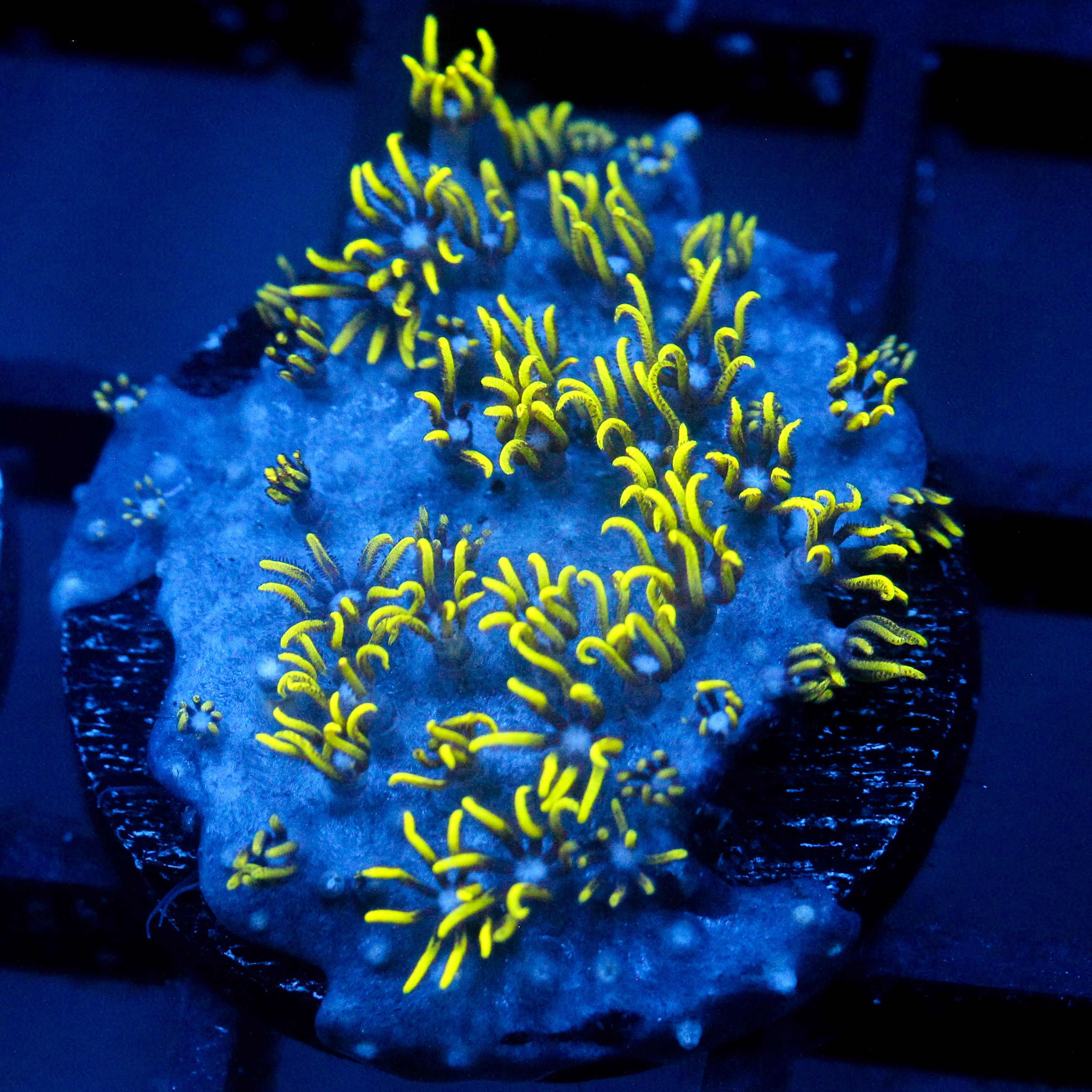 JC Lime Wire Gsp
