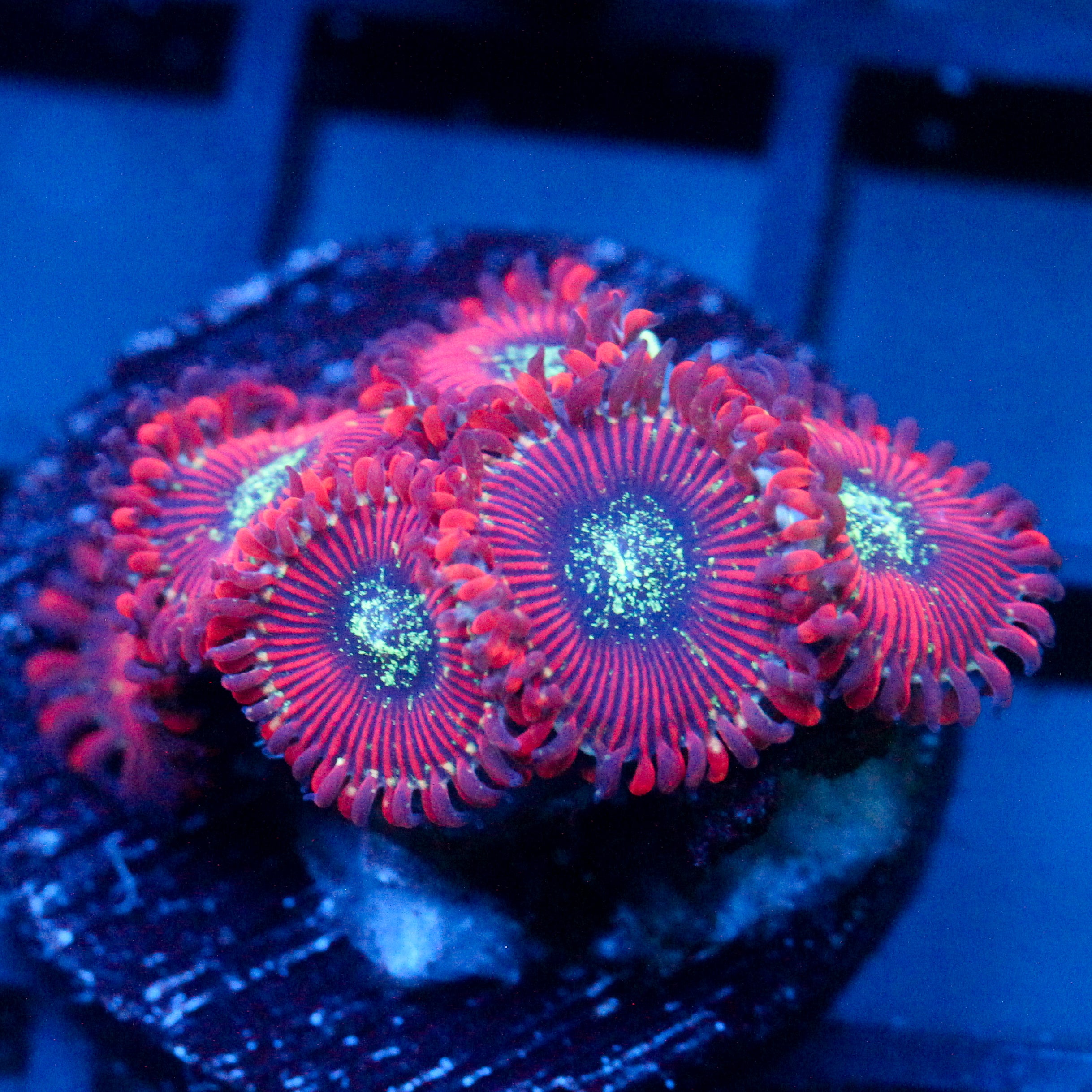 JC Magician's Zoanthid