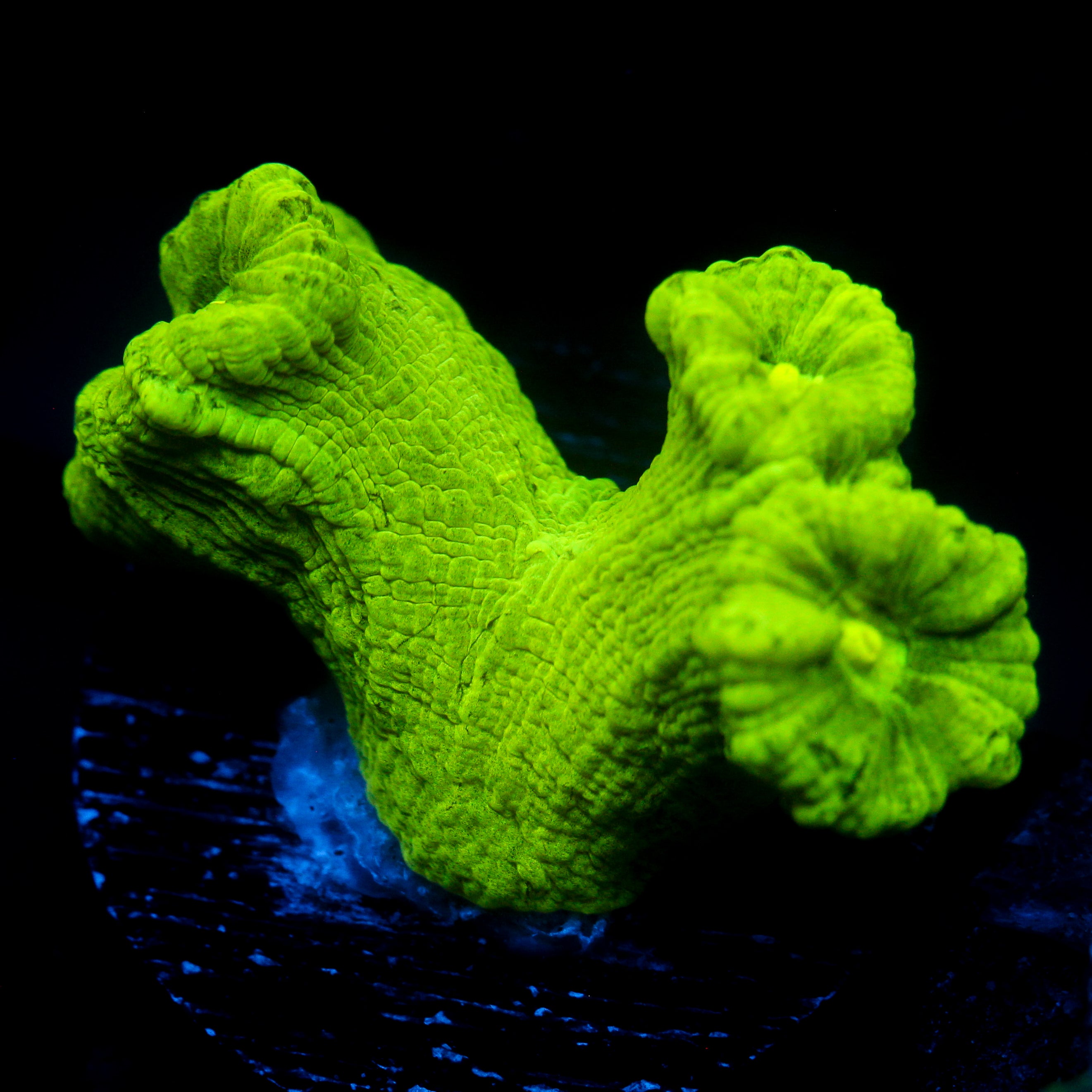 JC Neon Trumpet Coral