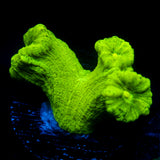 JC Neon Trumpet Coral