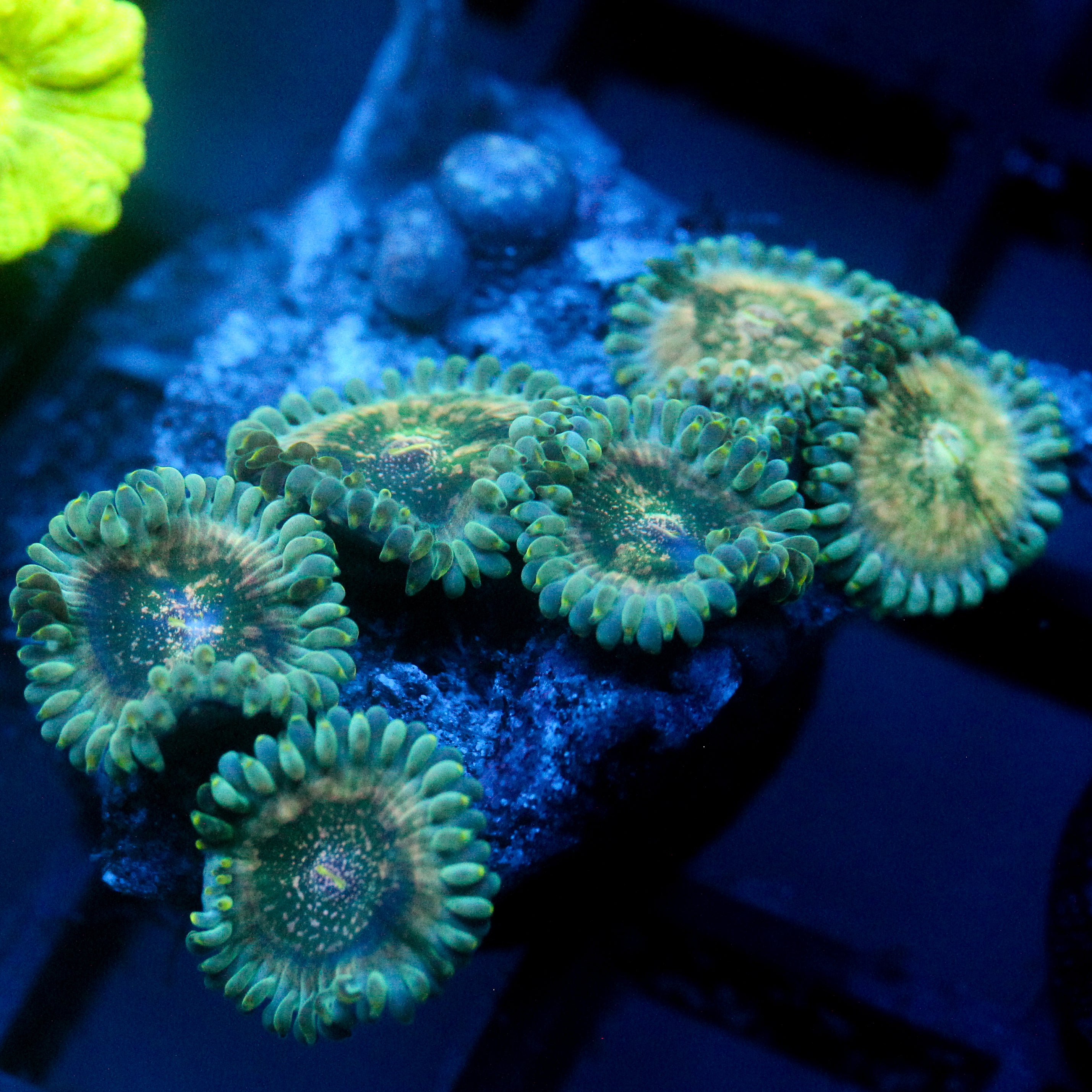 JC Hawaiian Ding Dang Zoanthid