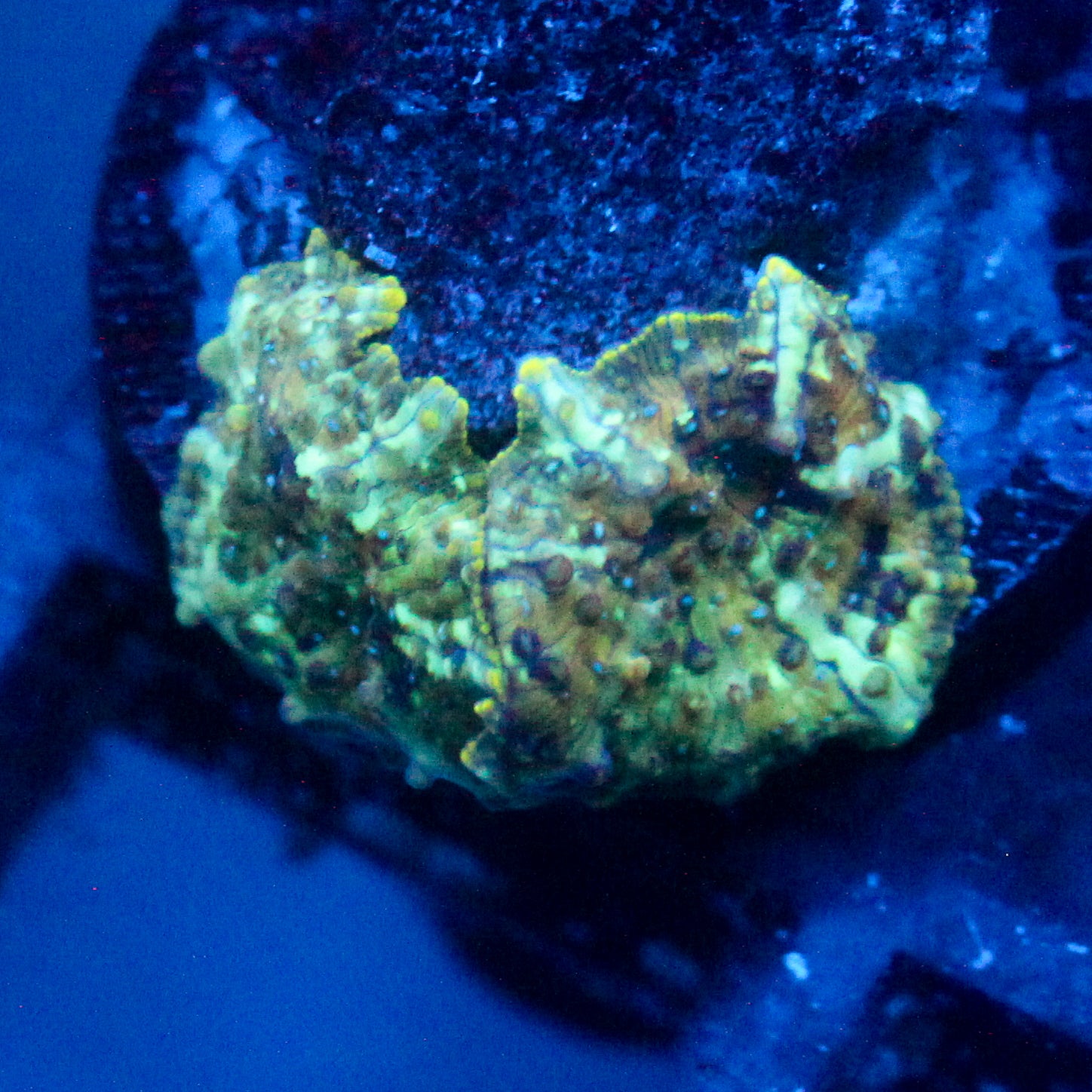 JC Mint Cheetah Discosoma Double