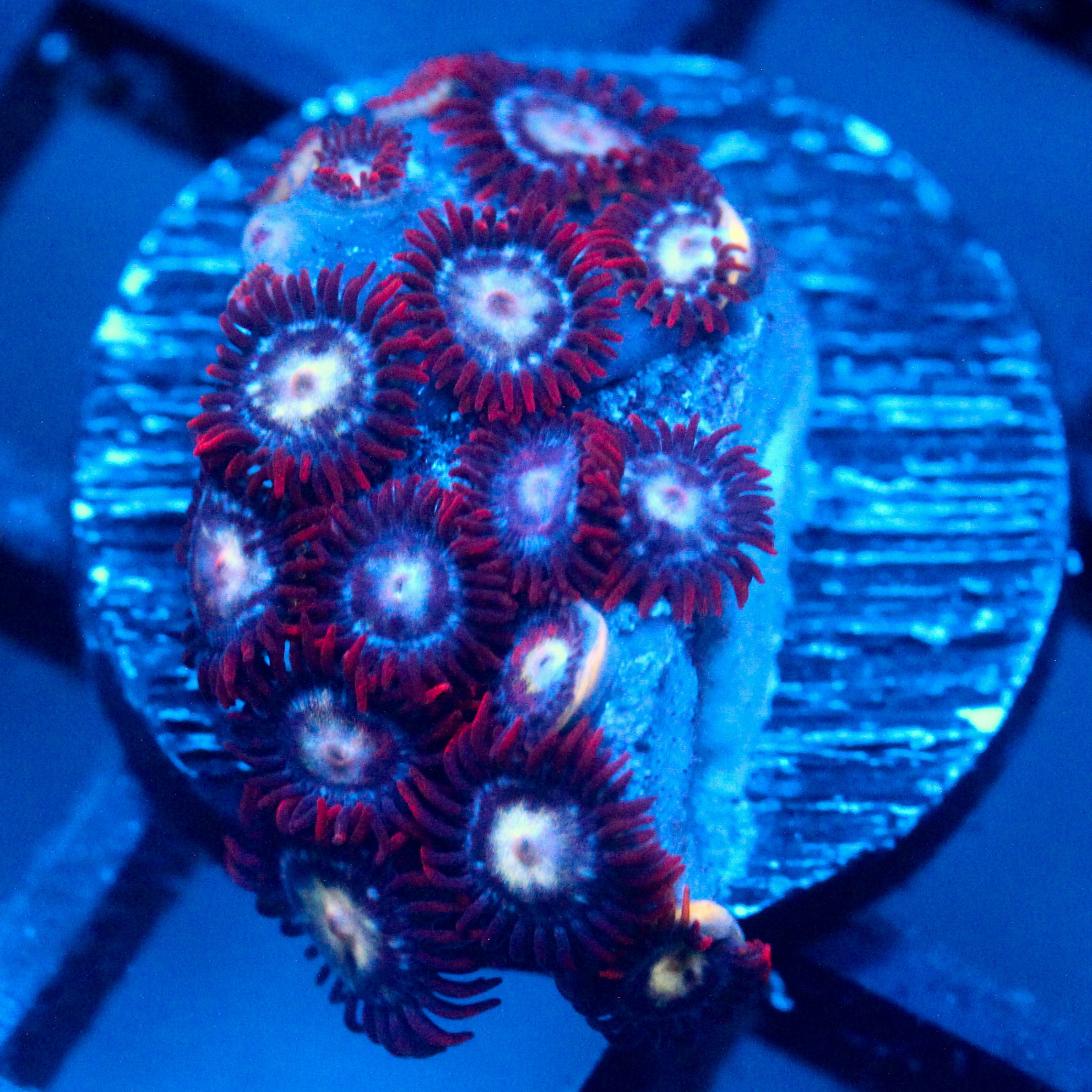 JC Edge of Reality Zoanthid