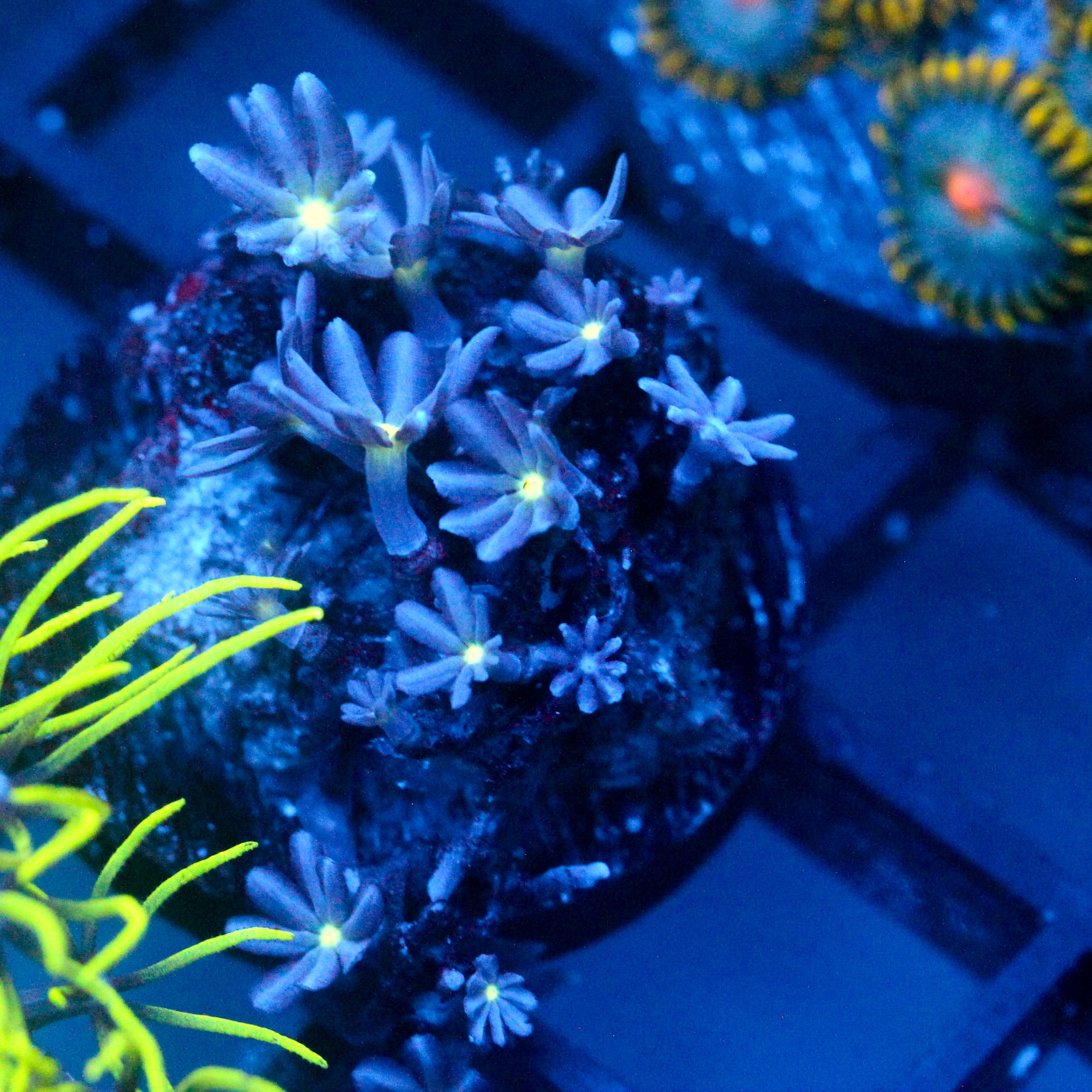 JC Enchantress Polyp Coral