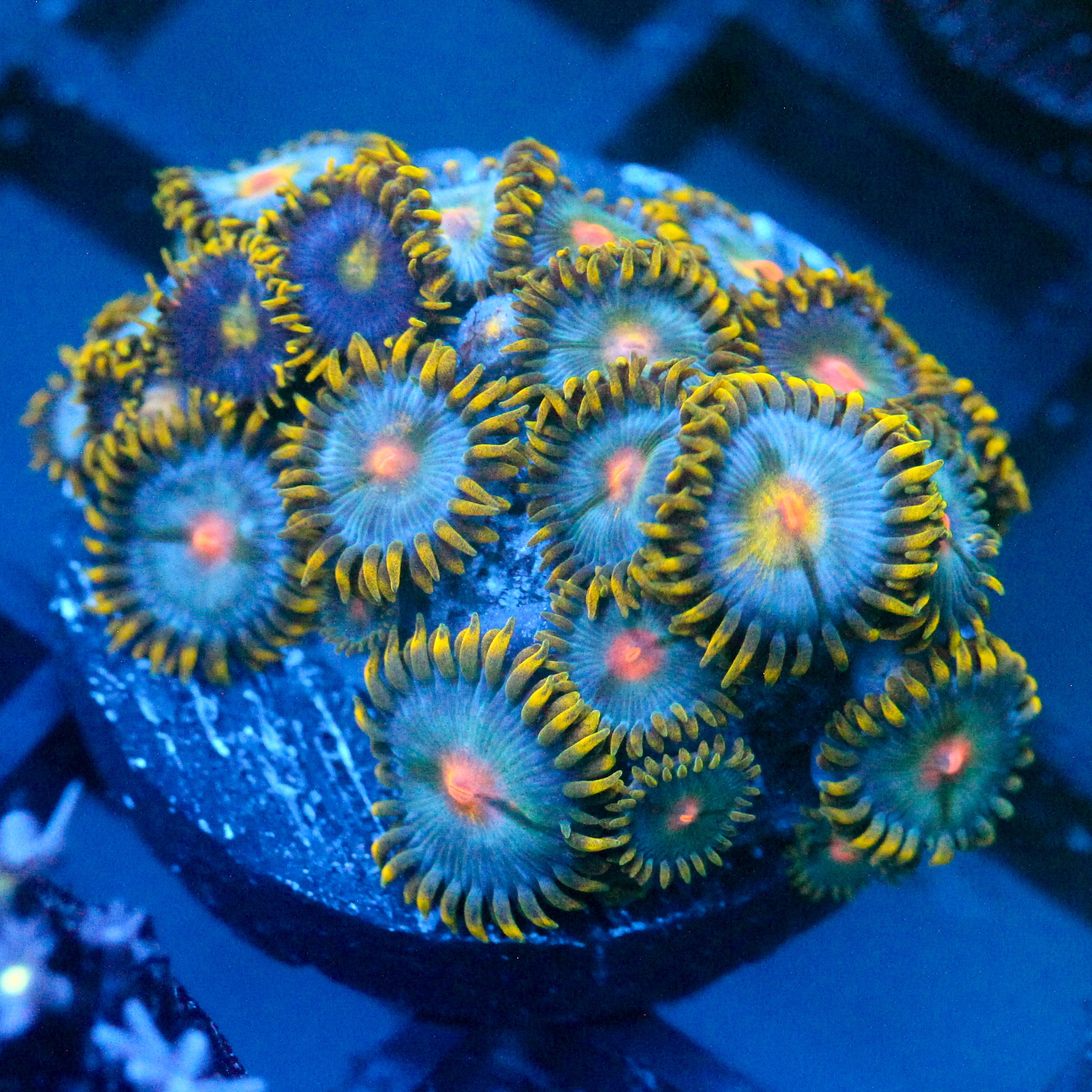 JC Saturn Zoanthid