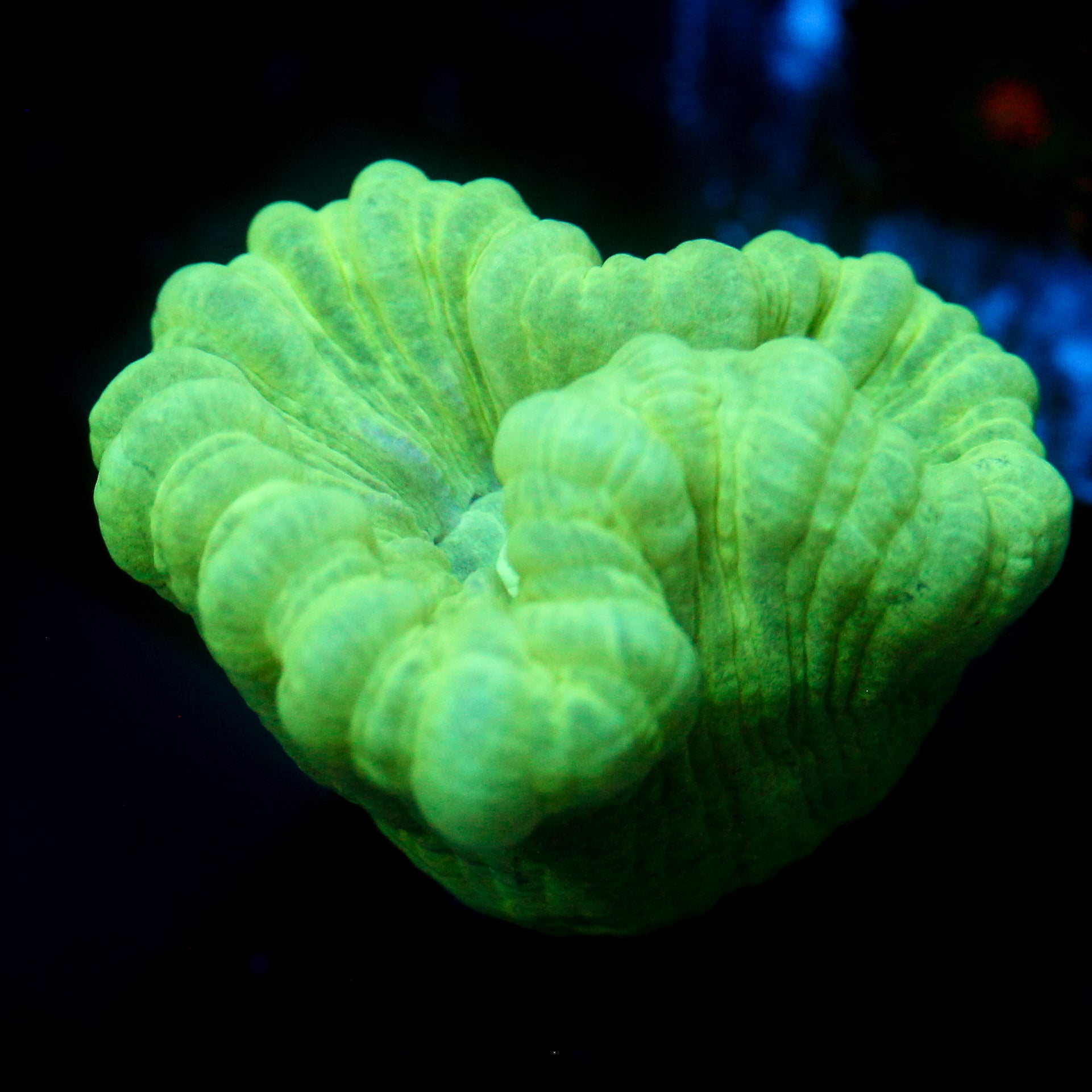 JC Minty Trumpet Coral