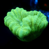 JC Minty Trumpet Coral