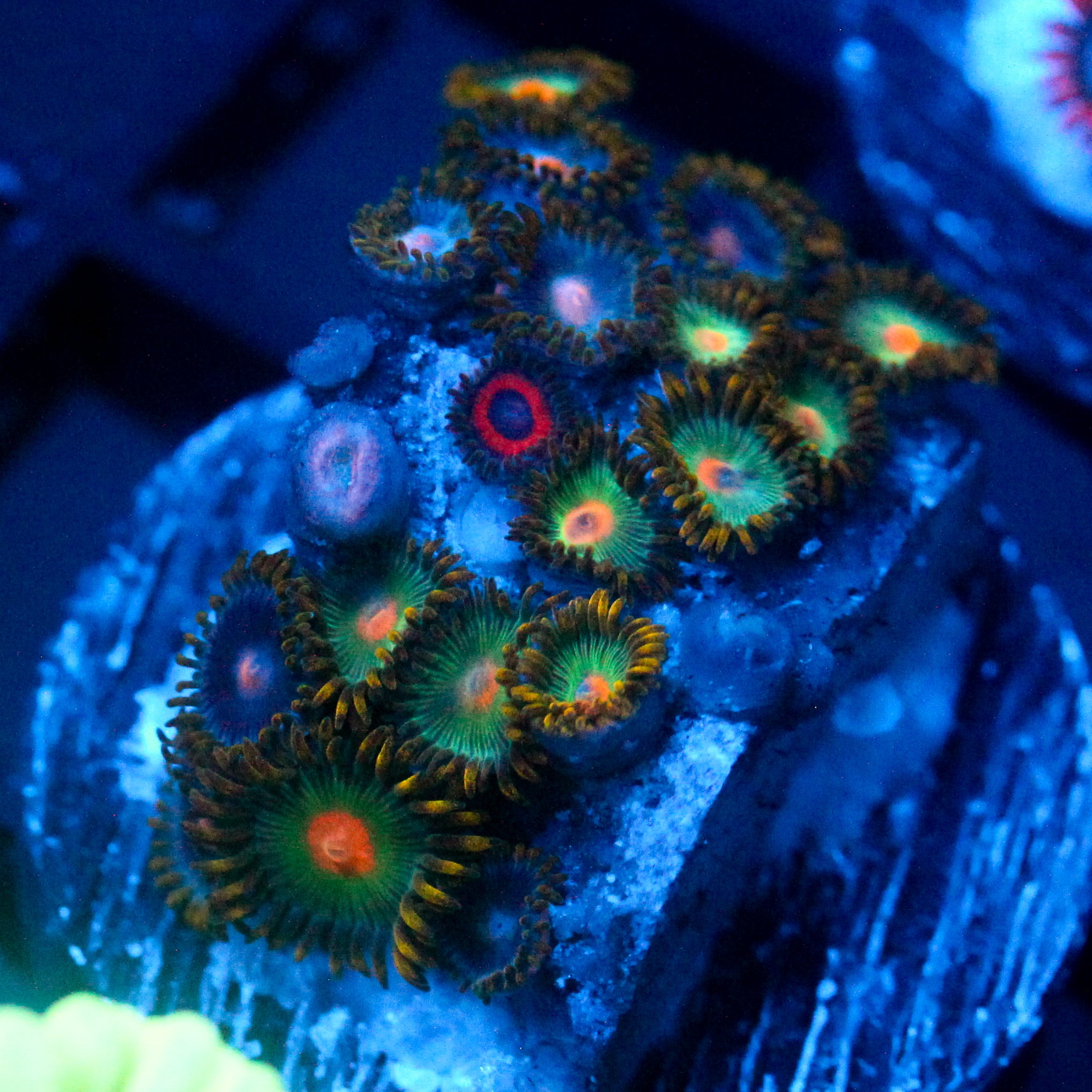 JC Alien Blood Zoanthid Mix