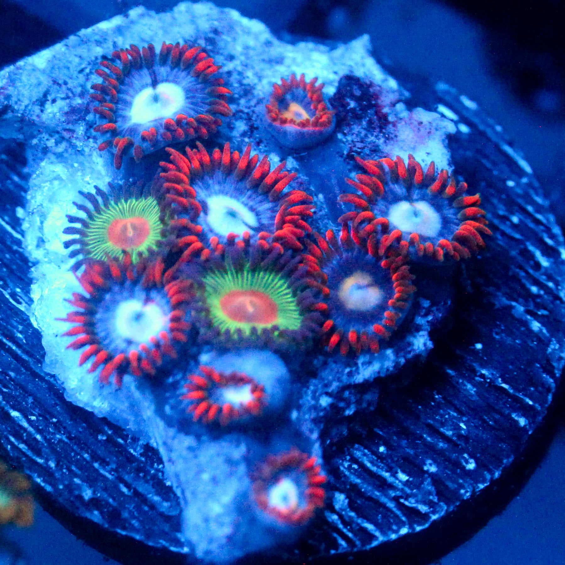 JC Edge of Reality Zoanthid Mix