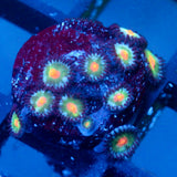 JC Blue Raven Zoanthid
