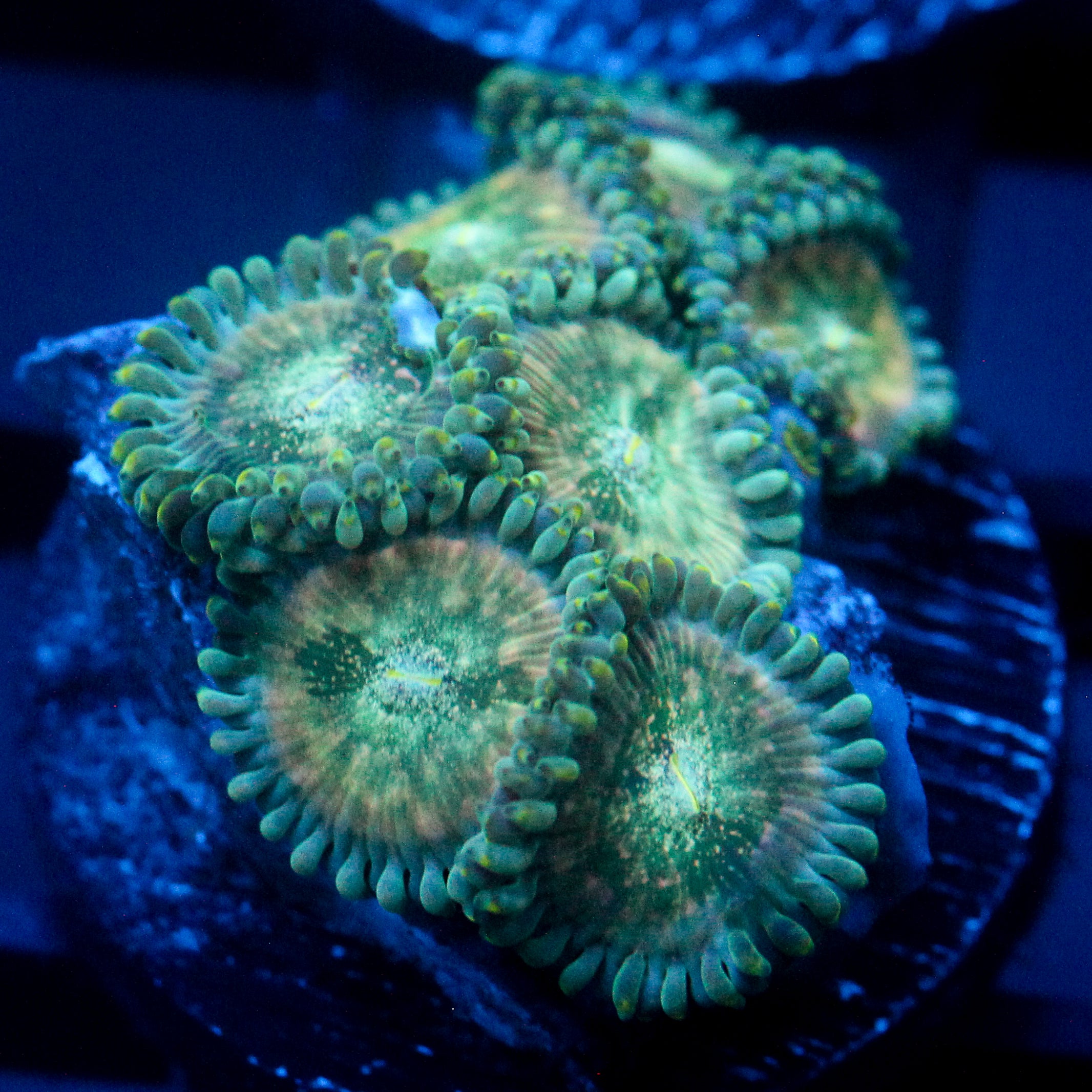 JC Hawaiian Ding Dang Zoanthid