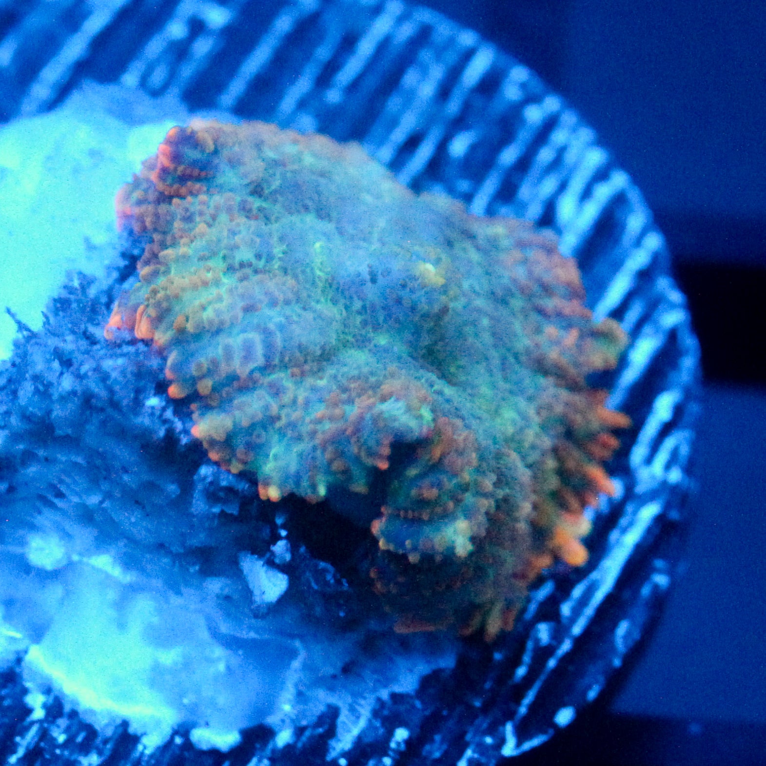 JC Lush Rhodactis