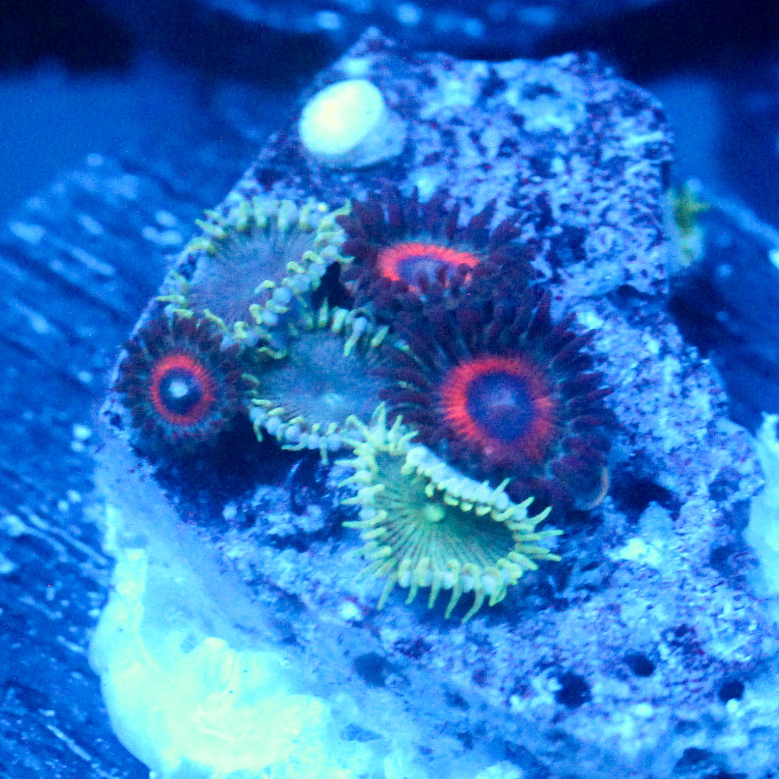 JC Minty Palythoa Mix