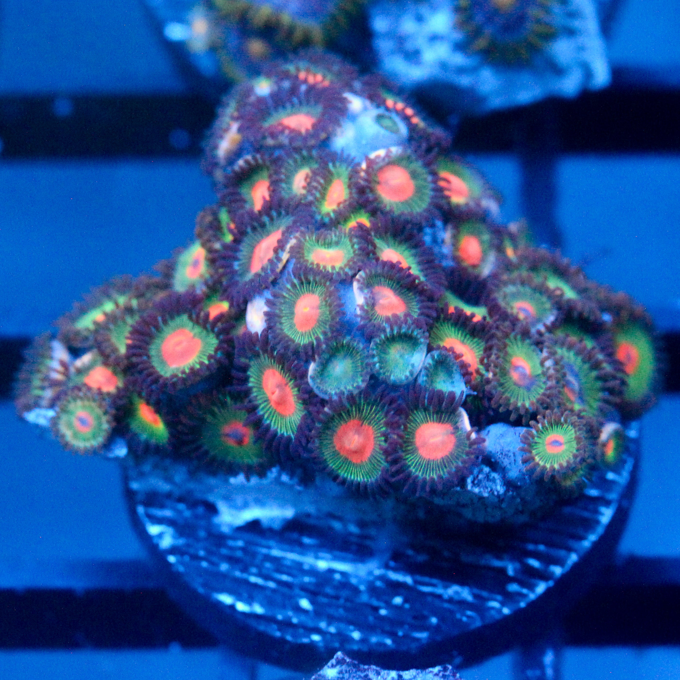 JC Alien Blood Zoanthid