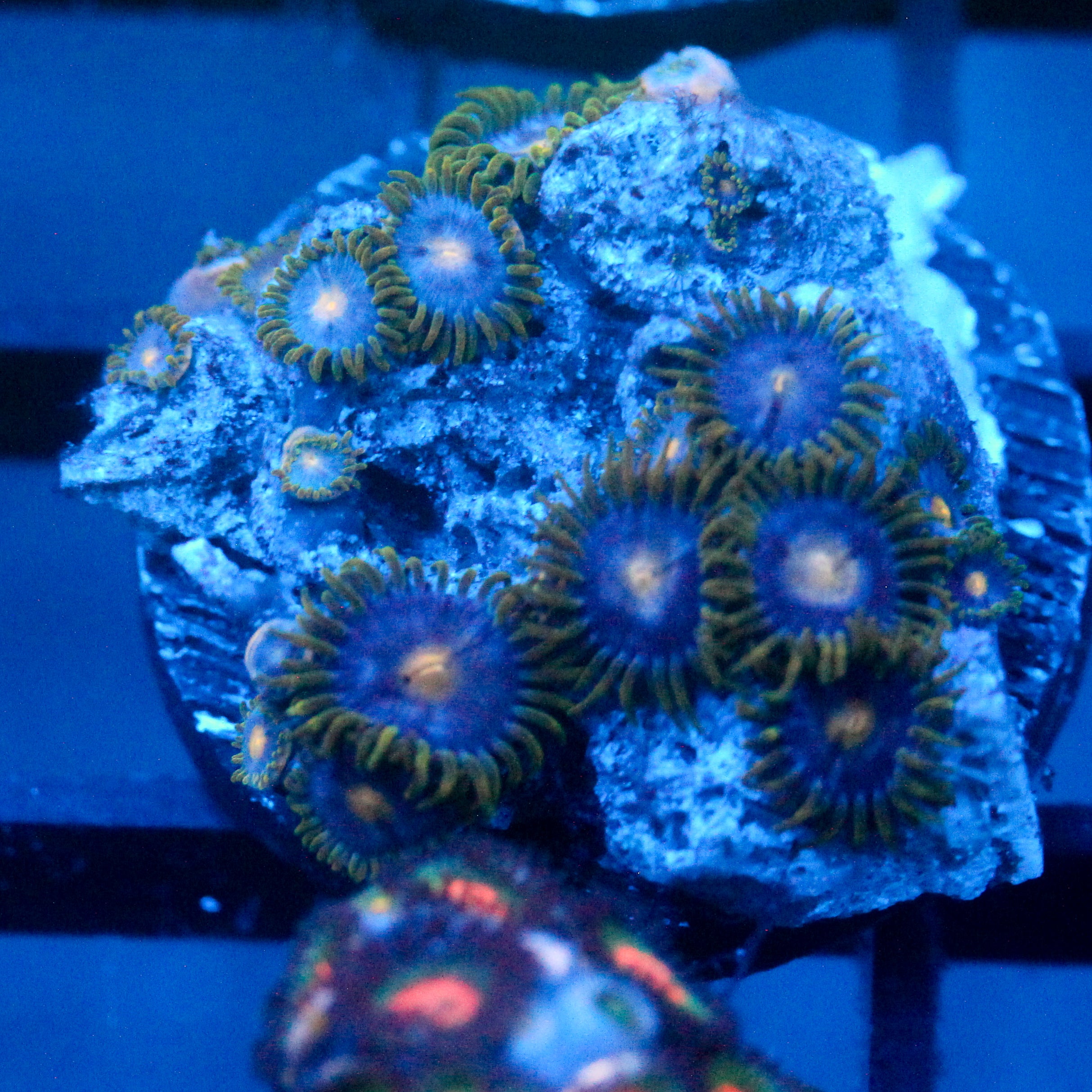 JC Gold Gobbler Zoanthid