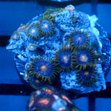 JC Gold Gobbler Zoanthid