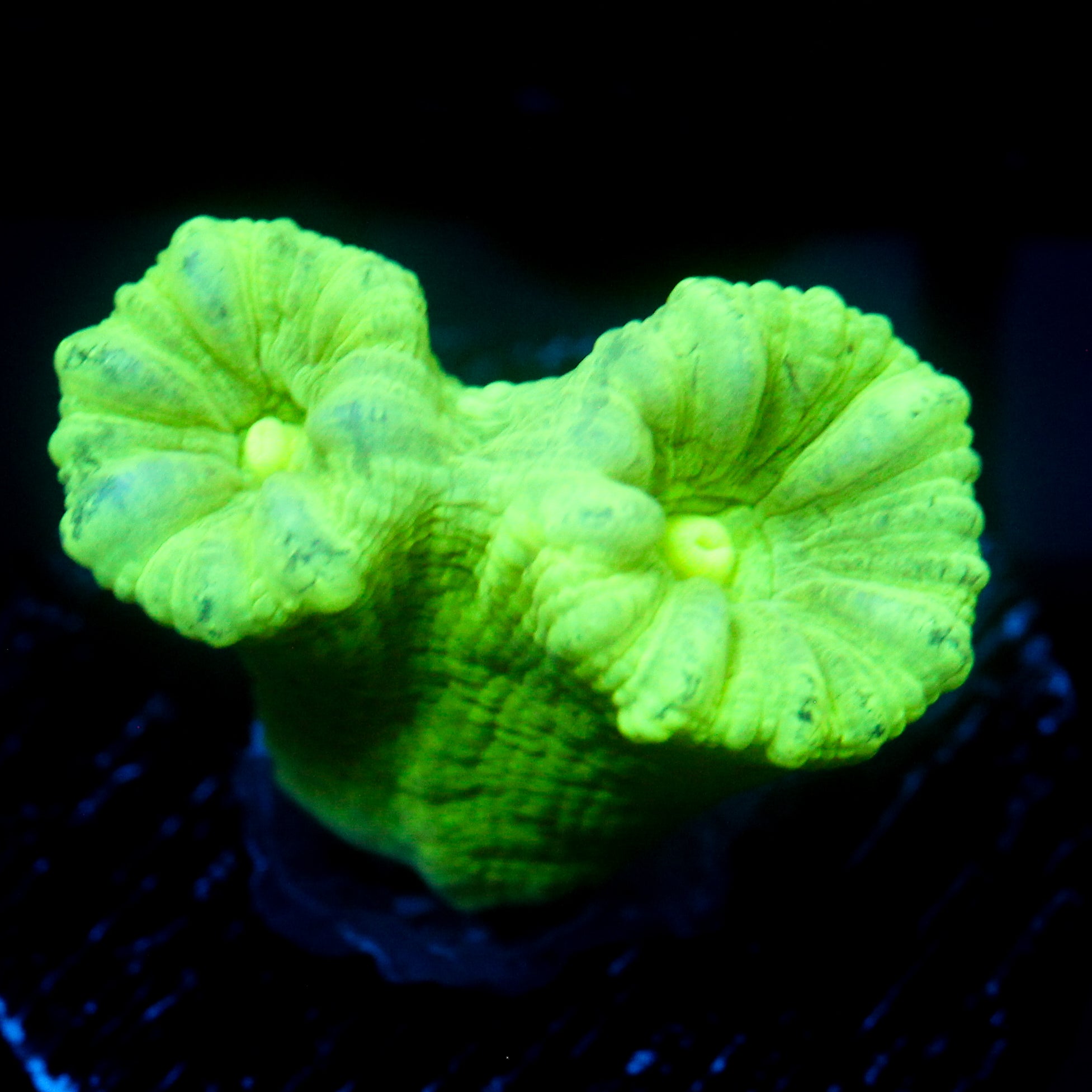 JC Neon Green Trumpet