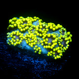 JC Nitroglycerin Goni