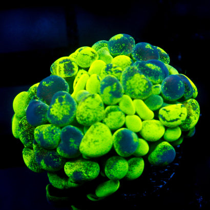 JC Ultra Splatter Hammer