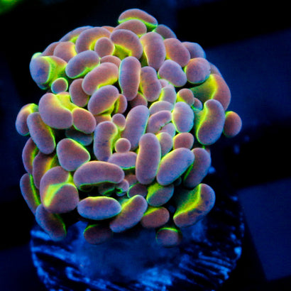 JC Ultra Hologram Hammer