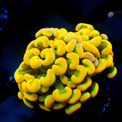 JC Rainbow Gold Hammer