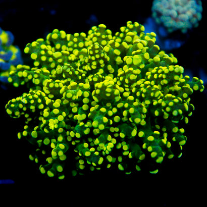 JC Neon Thick Tentacle Octo