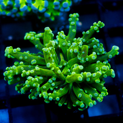 JC Green Octo