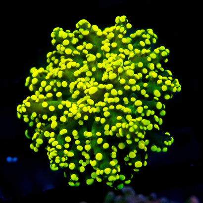 JC Neon Yellow Octo