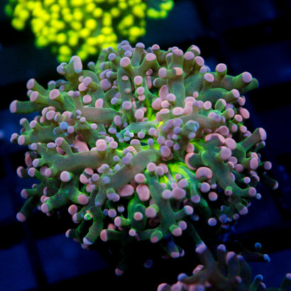 JC Cotton Candy Octo