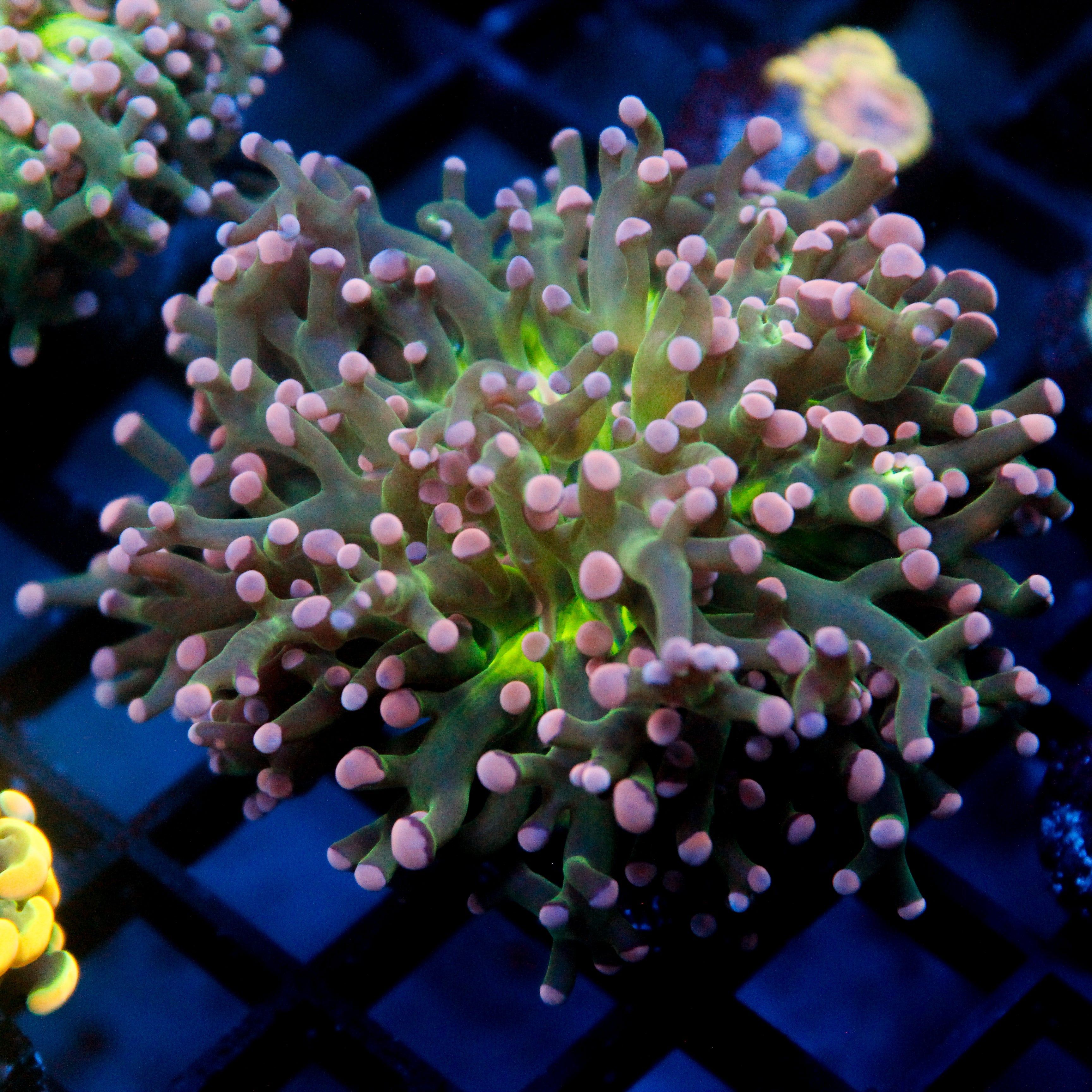 JC Pink Tip Octo