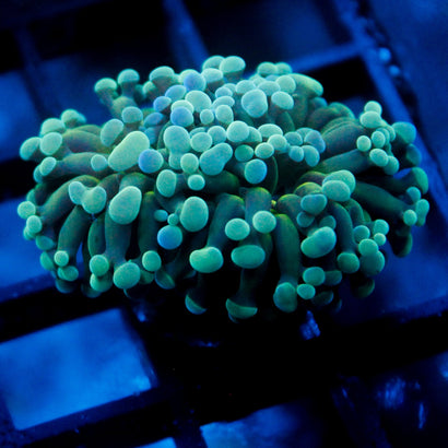 JC Teal Bicolor Tip Hammer