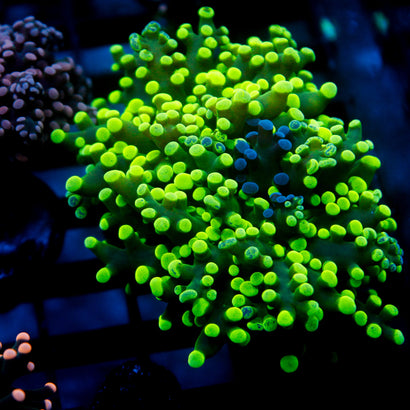 JC Bicolor Splatter Octo