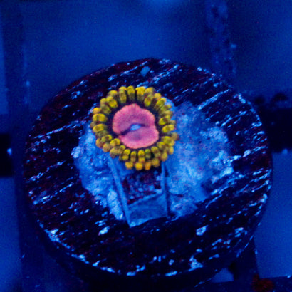 Pink Diamond Zoanthid