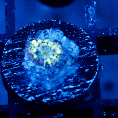 Neptune Bounce Mushroom