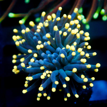 JC Yellow Tip Hurricane