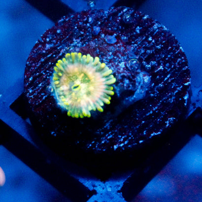Leprechaun Farts Zoanthid