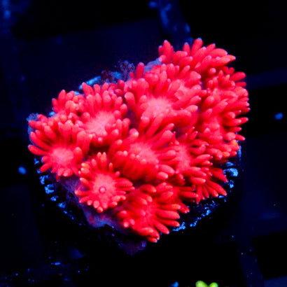 JC Red Kraze Goni
