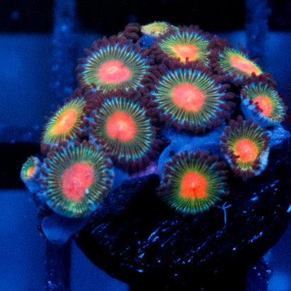 JC Alien Blood Zoanthid