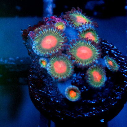 JC Alien Blood Zoanthid