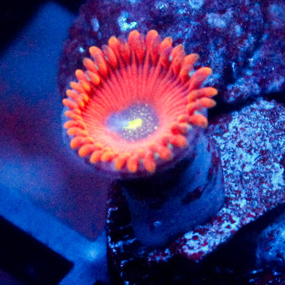 Magician Zoanthid