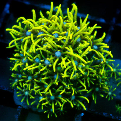 JC GSP