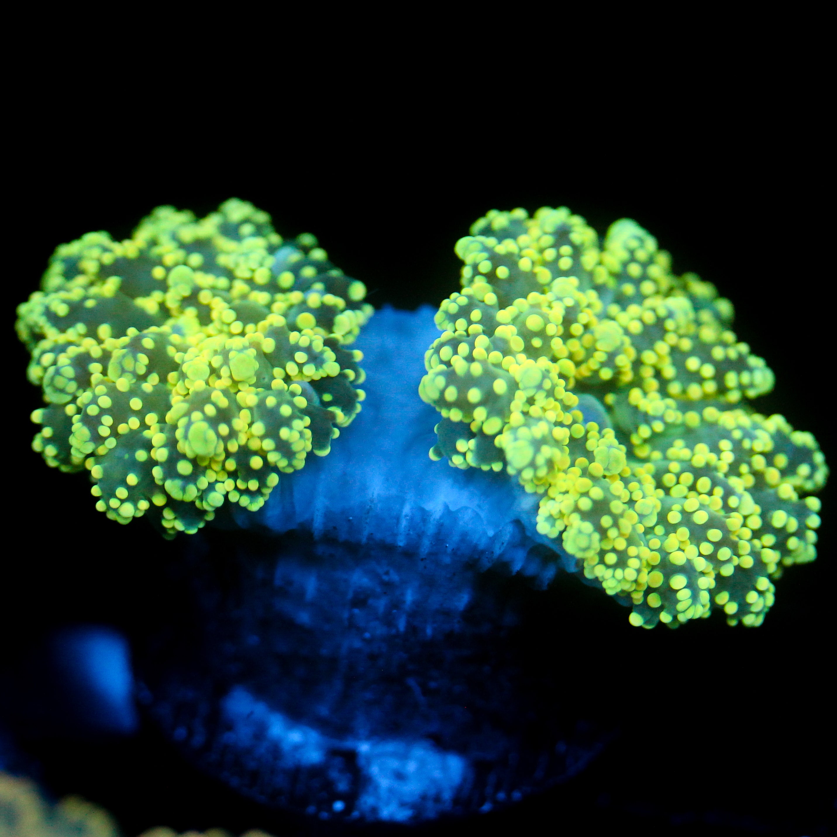 JC Neon Green Octo