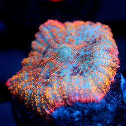 JC Summer Camo Rhodactis