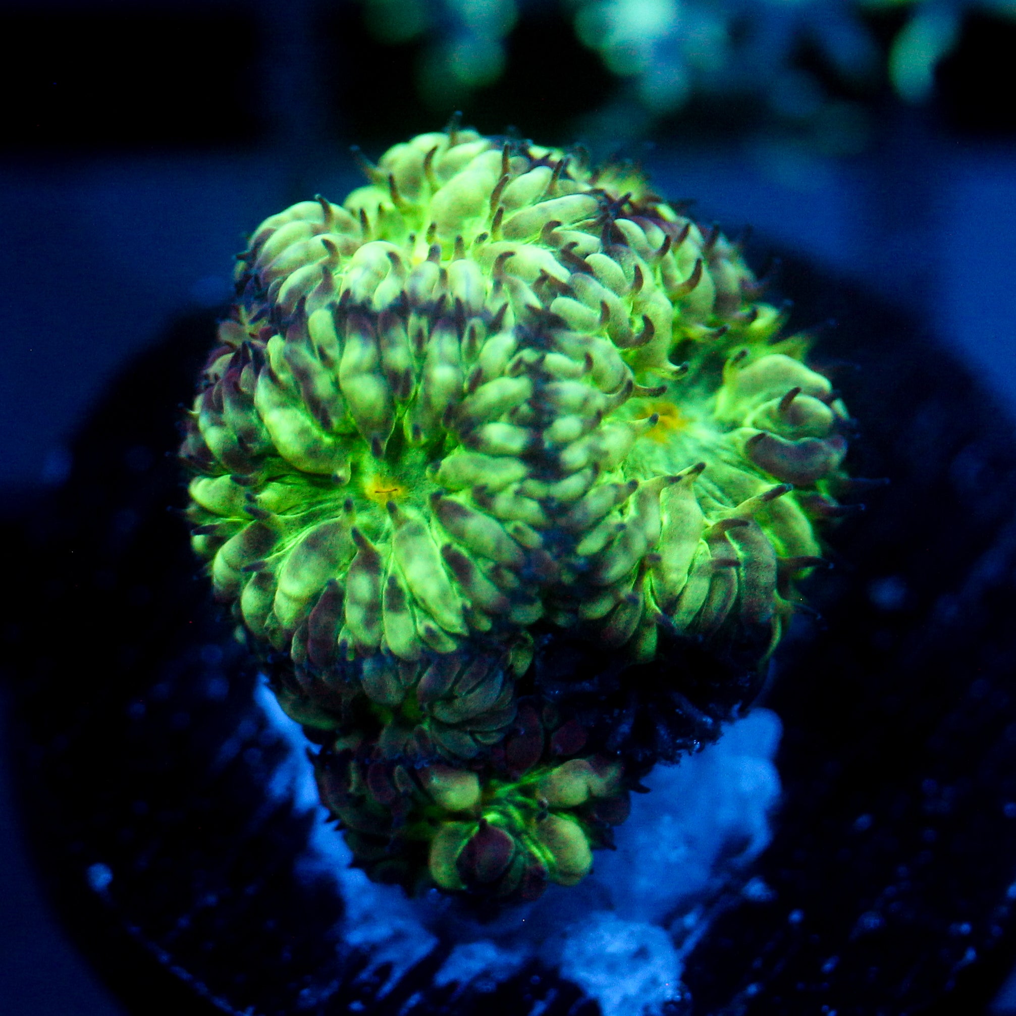 JC Hyper Glow Blasto Merletti