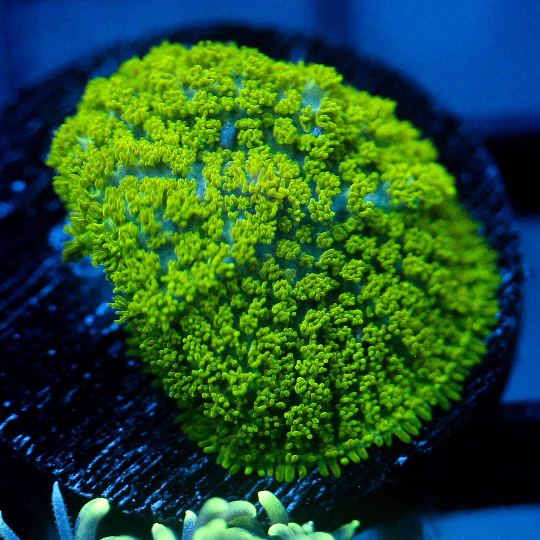 JC Neon Green Rhodactis